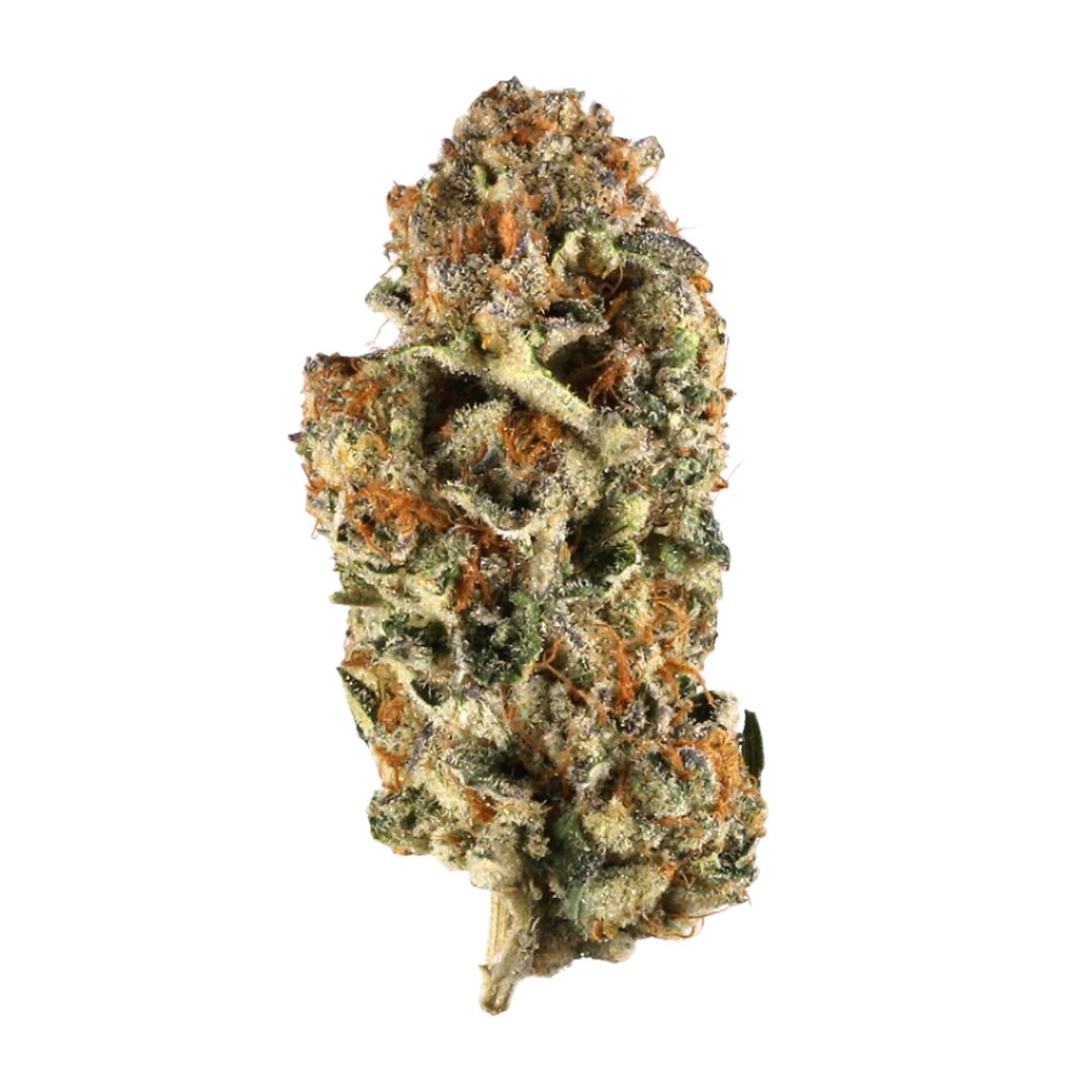 Space Monkey AAA Grade (Indoor - Hybrid) (Limited Stock!)